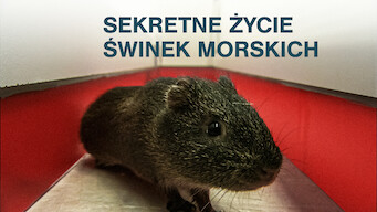 Sekretne życie świnek morskich (2013)