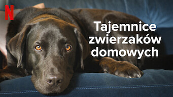 Tajemnice zwierzaków domowych (2022)